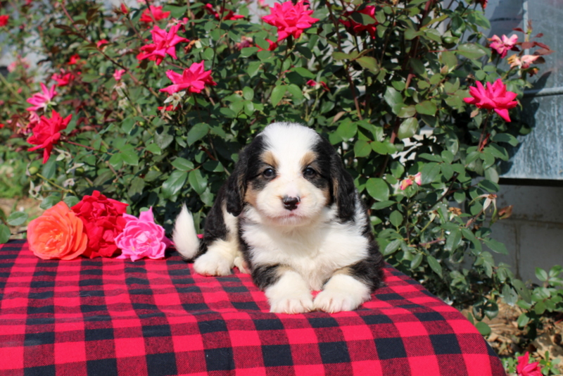 puppy, for, sale, Bernedoodle, Matthew B. Stoltzfus, dog, breeder, Gap, PA, dog-breeder, puppy-for-sale, forsale, nearby, find, puppyfind, locator, puppylocator, aca